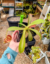 Nepenthes spathulata x tenuis BE-3981