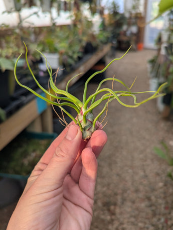 Tillandsia Bulbosa Guatemala