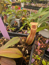 N. veitchii x ventricosa BE-4674