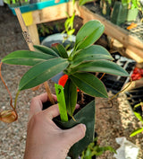 Nepenthes sibuyanensis BE-4029 *SEED-GROWN* *SPECIMENS*
