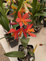 Cattleya 'Rojo Barbara'
