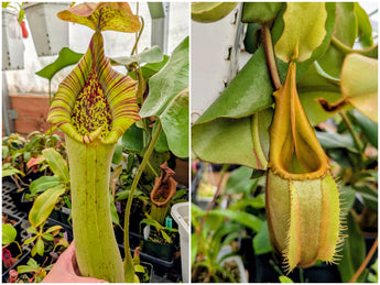 Nepenthes truncata (C) x veitchii BE-4021 Seeds