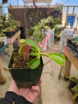 Nepenthes robcantleyi x (burbidgeae x edwardsiana) BE-4023