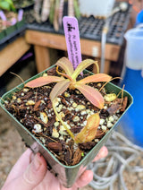 Nepenthes 'Helen' BE-4528 - selected cultivar