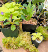 Holiday Carnivore Sampler