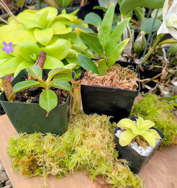 Holiday Carnivore Sampler