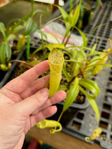 Nepenthes ceciliae (Mindanao, Philippines) *ROOTED CUTTING*