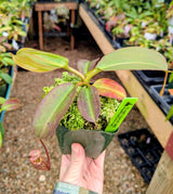 Nepenthes x Alisaputrana BE-3865 *SEED-GROWN*
