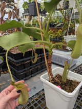 Nepenthes truncata SEED-GROWN *SPECIMEN*