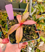 Nepenthes rafflesiana x sibuyanensis 'Suki' BE-3819