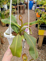 Nepenthes veitchii x bellii *SPECIMEN*