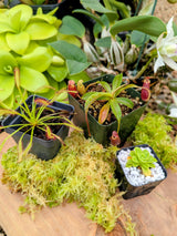 Holiday Carnivore Sampler