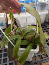 Nepenthes ventricosa x pectinata