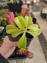 Nepenthes robcantleyi x ventricosa BE-4074