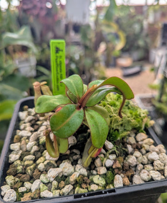 Nepenthes clipeata (Mount Kelam, Kalimantan, Borneo) - AW Clone U