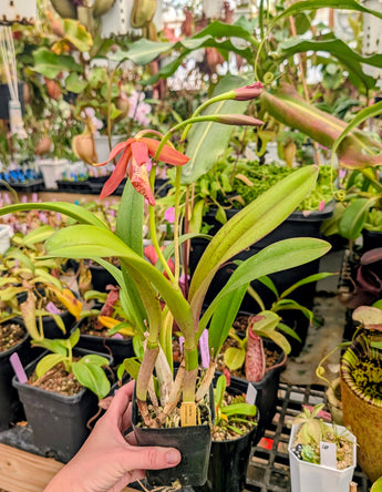 Brassocattleya Golden Glory (Richard Mueller x L. tenebrosa)