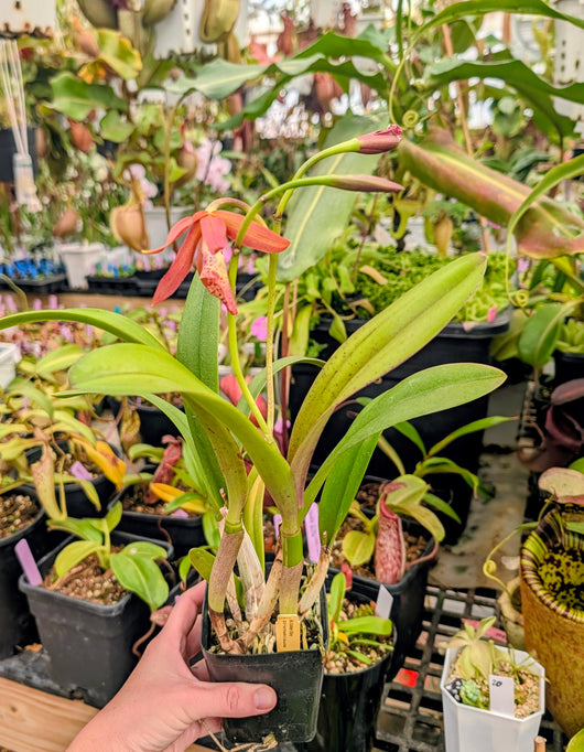 Brassocattleya Golden Glory (Richard Mueller x L. tenebrosa)