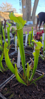 Sarracenia oreophila clay CO x "Hot Lips"