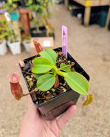 Nepenthes robcantleyi x palawanensis BE-4591
