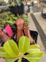 Nepenthes robcantleyi x ventricosa BE-4074