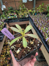 Nepenthes klossii BE-3452