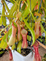Nepenthes x Ventrata *ROOTED CUTTINGS*