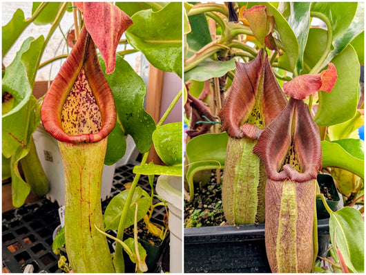 Nepenthes truncata x robcantleyi Seeds