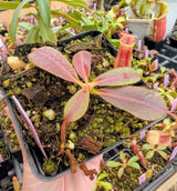 Nepenthes veitchii x ephippiata BE-4708