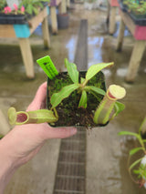 Nepenthes veitchii ‘intermediate’ BE-4087