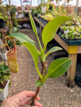 Nepenthes lowii x (maxima x veitchii) *ROOTED CUTTINGS*