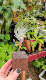 Air Plant stands