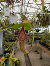 Nepenthes veitchii x maxima