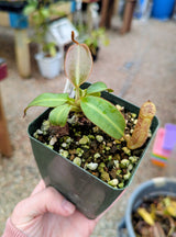 Nepenthes burbidgeae BE-3848 *SPECIAL SELECTED CLONE*