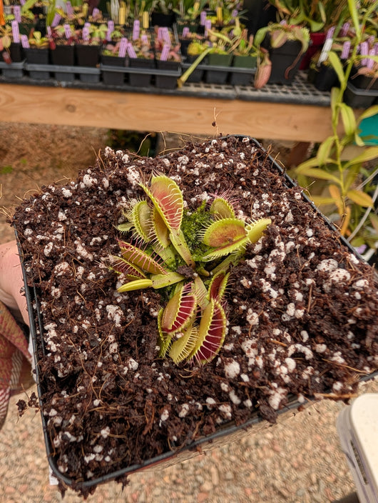 Dionaea muscipula 'Mammoth'
