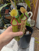 Nepenthes "Poi Dog" (Leilani) *X-Large specimens*
