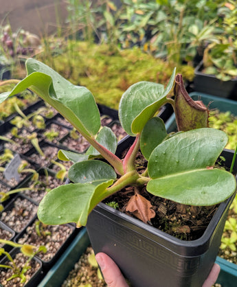 Nepenthes truncata “Red” *XL SPECIMEN*