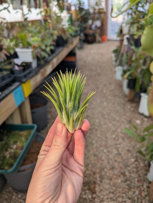 Tillandsia Ionantha 