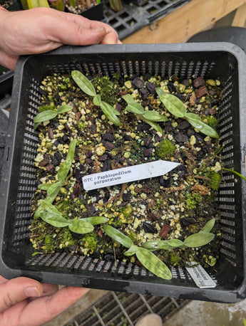 Paphiopedilum purpuratum