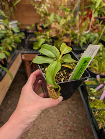Nepenthes eymae