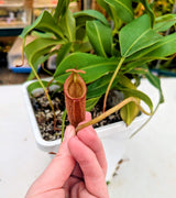 Nepenthes talangensis x sibuyanensis BE-3641 *SPECIMEN*