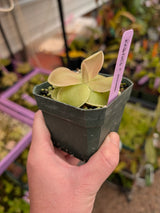 Pinguicula pirouette