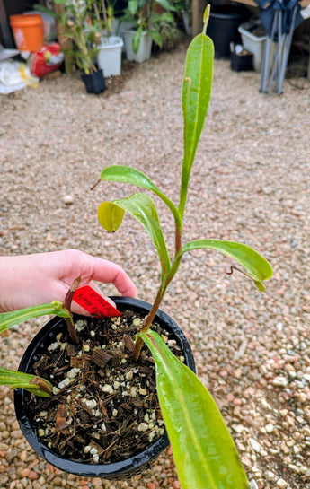 Nepenthes flava x burbidgeae *ROOTED CUTTINGS*