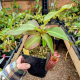 Nepenthes x Alisaputrana BE-3865 *SEED-GROWN*