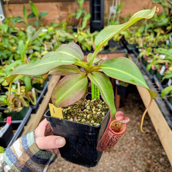 Nepenthes x Alisaputrana BE-3865 *SEED-GROWN*