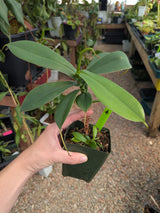 Nepenthes sibuyanensis BE-4029 *SEED-GROWN* *SPECIMENS*
