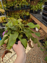 Nepenthes veitchii x bellii *SPECIMEN*