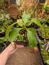 Nepenthes rajah x eymae AW