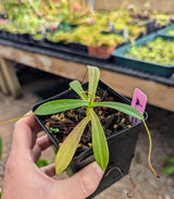 Nepenthes tenuis BE-4049	*ROOTED TIP CUTTINGS*