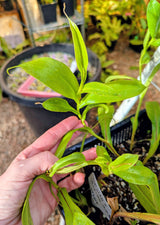 Nepenthes "Melvino" x maxima 'mini' *ROOTED CUTTINGS*