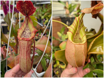 Nepenthes (boschiana x veitchii) x veitchii seeds